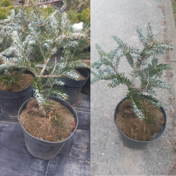 Jodła koreańska  Silberlocke